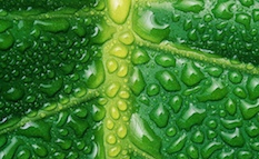 Transports routier économique SAVA